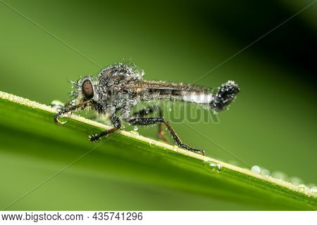 A Efferia Aestuans Robber Fly Covered In Water Droplets Against A Green Background.