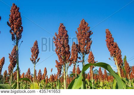 Sorghum Also Called Great Millet, Indian Millet Are Cereal Grain Plant Of The Grass Family