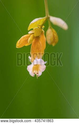Golden Wreath ( Petraeovitex Wolfei J. Sinclair) Flower