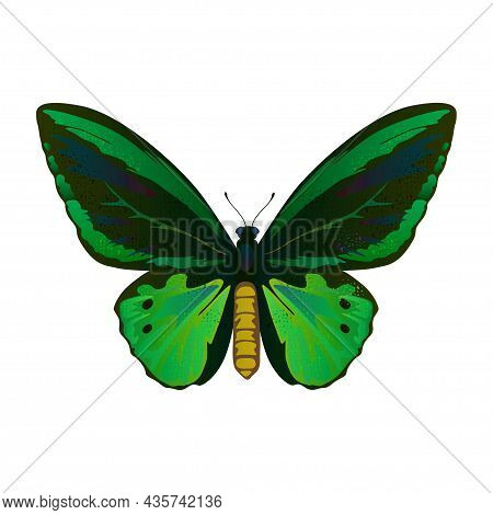 Colorful Big Tropical Butterflie, Birdwing, Ornitoptera Papilionidae Isolated On White Background.