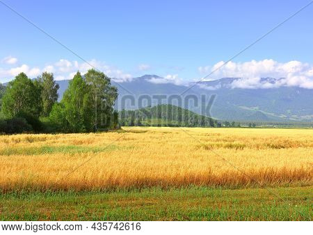 The Agricultural Field Sang On A Sunny Day Under A Blue Sky. Siberia, Russia