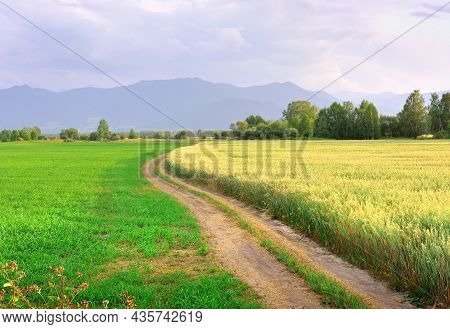 The Edge Of A Grain Field Under The Evening Blue Sky. Siberia, Russia