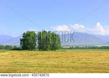 Mowing On A Plain At The Foot Of Green Mountains Under A Blue Sky. Siberia, Russia