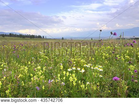 Bright Meadow Flowers Under The Blue Evening Sky Surrounded By The Altai Mountains. Siberia, Russia