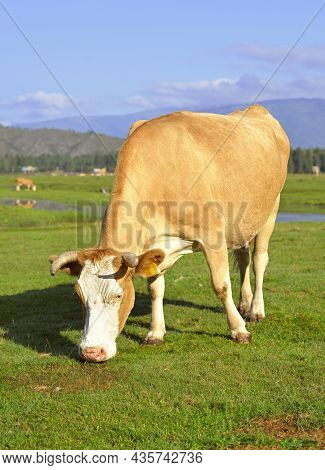 Portrait Of A Pet Grazing On A Sunny Meadow In The Altai Mountains. Siberia. Russia