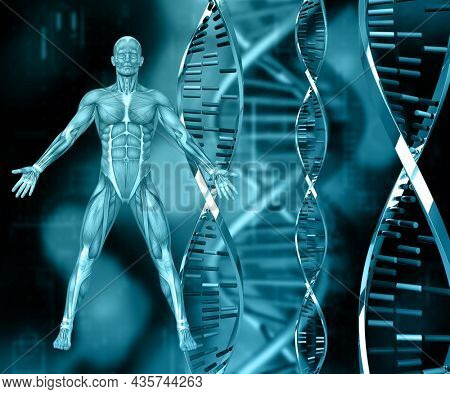 3D render of a medical background with DNA strands and male figure with muscle map