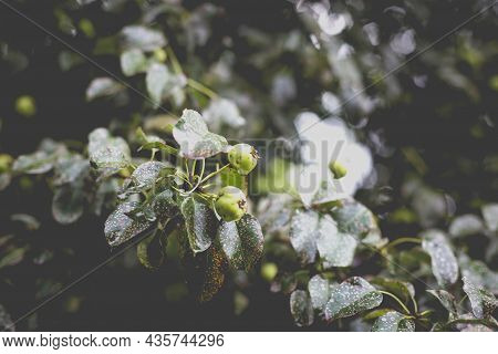 Wild Pear With Infected Leaves. Disease On The Leaves Of A Pear. Septoria Pear - Small Gray Spots Wi