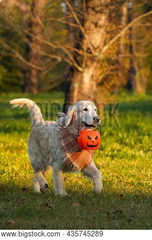 Happy And Adorable Golden Retriever In A Checkered Scarf Runs On The Right Through An Autumn Park An