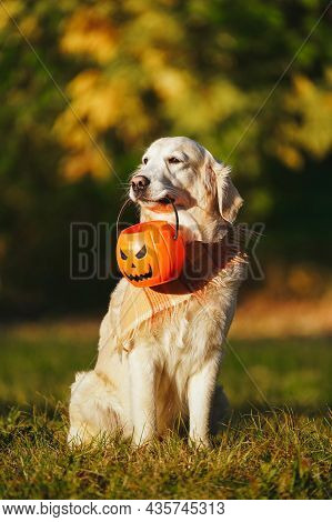Adorable Golden Retriever With Checkered Bandana Sits In Park On Autumn Bush With Yellow Leaves Back