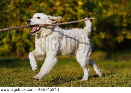 Happy Golden Retriever Puppy Runs With A Long Stick In His Teeth Through A Dog Park Against The Back