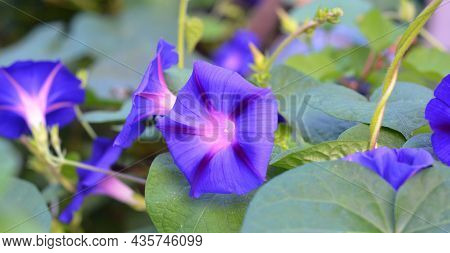 Ipomoea Indica, Purple Ipomoea Flowers Background. A Close-up Of Blue And Pink Ipomoea Indica, A Per