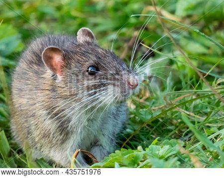 Common Rat (rattus Norvegicus) With Dark Grey And Brown Fur In The Green Grass In The Evening Light