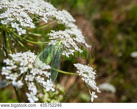 Macro Shot Of Small, Delicate Insect Green Lacewing (common Lacewing) Feeding On Pollen And Nectar O