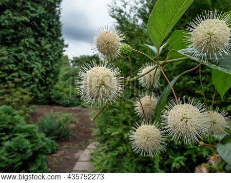 Flowering Plant Buttonbush, Button-willow Or Honey-bells (cephalanthus Occidentalis) Blooming In Sum