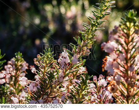 Macro Of Beautiful Bell-shaped, White, Pink And Red-purple Flowers Of Cornish Heath Or Wandering Hea