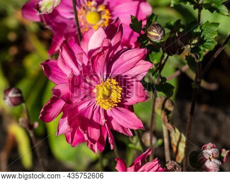 Beautiful And Attractive Shot Of Large, Semi-double, Rose Pink Flowers With Golden-yellow Stamens Of