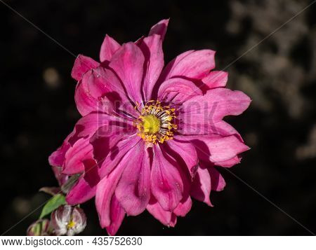 Beautiful And Attractive Shot Of Large, Semi-double, Rose Pink Flowers With Golden-yellow Stamens Of