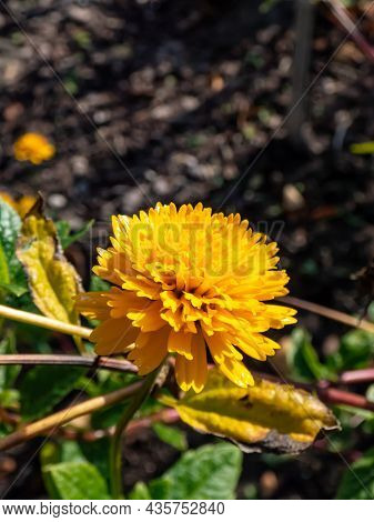 Close-up Of False Sunflower (heliopsis Helianthoides) 'asahi' With Large Golden-yellow Fully Double 