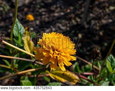 Close-up Of False Sunflower (heliopsis Helianthoides) 'asahi' With Large Golden-yellow Fully Double 