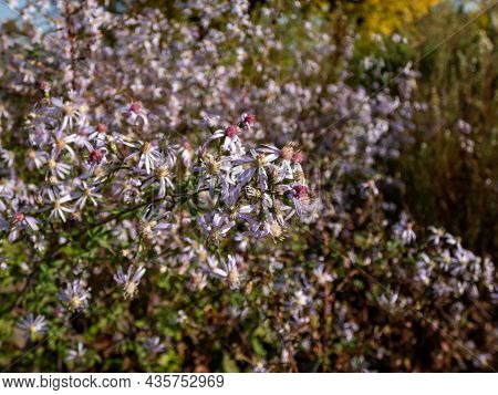 Close-up Shot Of Small Flowers Of Daisy-like Blue Wood Aster (aster Cordifolius Or Symphyotrichum Co