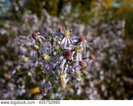 Close-up Shot Of Small Flowers Of Daisy-like Blue Wood Aster (aster Cordifolius Or Symphyotrichum Co
