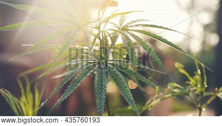 Green Marijuana Tree Cannabis Plant Narcotic Herbal In Greenhouse. Hemp Leaf Made Cannabis Crude Oil