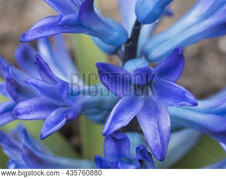 Close Up, Macro Of Blue Hyacinth, Hyacinthus Orientalis In Flower Bed. Beautiful Spring Flower Bloss