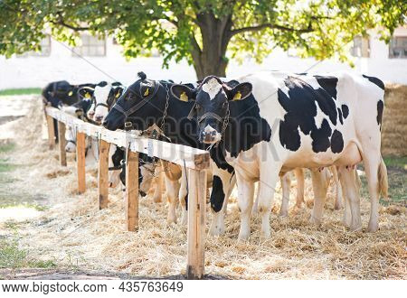 Cows In A Farm. Dairy Cows In A Farm