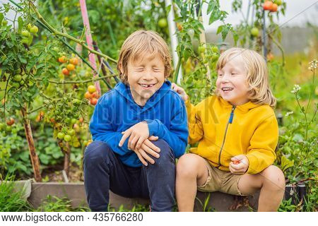 Boys And Tomatoes Peppers In Vegetable Garden. Homeschooling, Natural Education Of Children, Unschoo