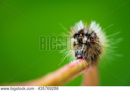 Grass Moth, Acronicta Rumicis Larvae, Caterpillar Climbing On Stem With Green Background, Front View