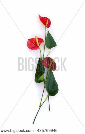 Bouquet Of Tropical Red Flowers As Heart And Leaves Anthurium ( Tailflower, Flamingo Flower, Lacelea