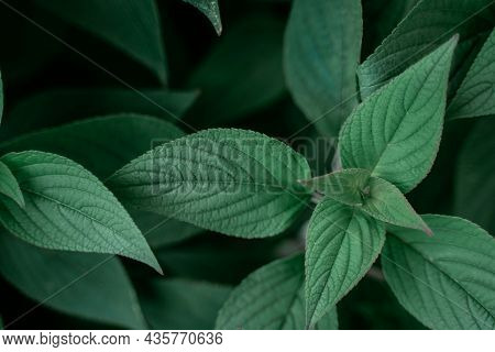 Pineapple Sage Leaves Salvia Elegans Geometric Natural Backgrouns Texture