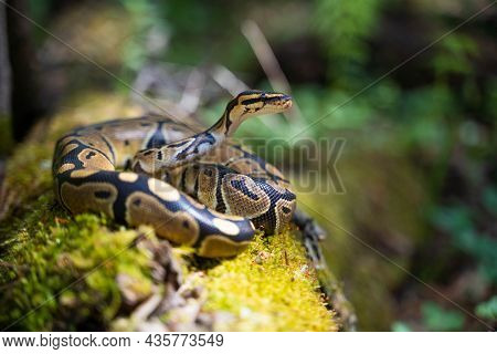 Graceful Royal Python With A Beautiful Pattern On The Skin In A Green Terrarium. Various Plants Grow