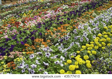 Fortryllende seng af blomster