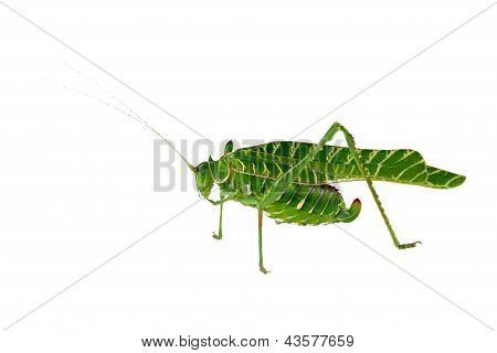 Acacia græshoppers