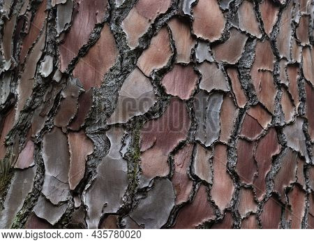 Maritime Pine, Pinus Pinaster Trunk Symbol. Texture Made Of Maritime Pine Tree Bark. Beautiful Marit