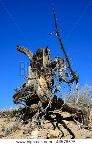 Træ i ørkenen i New Mexico