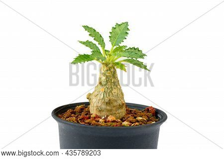 Young Dorstenia Cactus Flower In Flowerpot On White Background