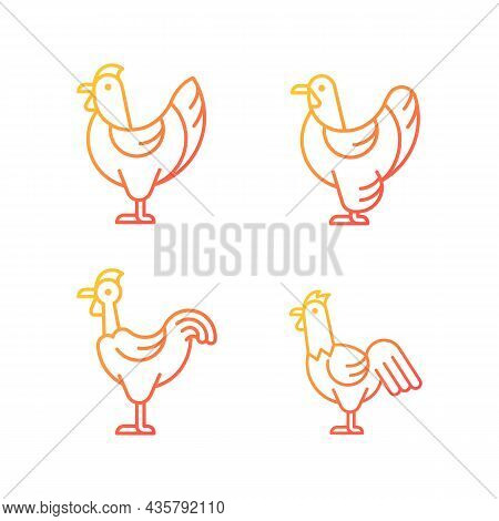 Chicken Breeds Gradient Linear Vector Icons Set. Brahma Hen. Transylvanian Chicken. Hen And Rooster.