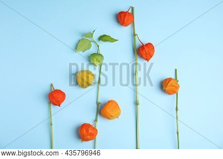 Physalis Branches With Colorful Sepals On Light Blue Background, Flat Lay