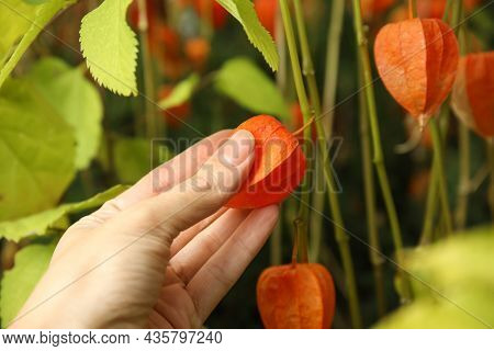 Woman Taking Ripe Physalis From Bush, Closeup
