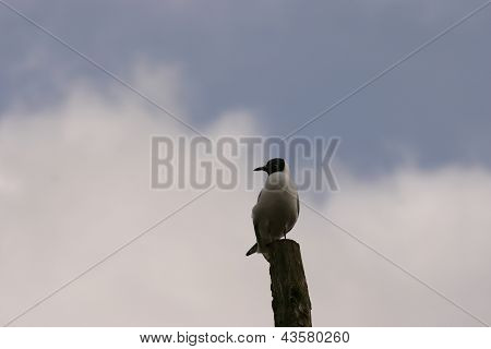 Mewa pospolita - Larus canus