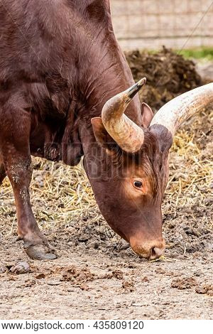 Brown Cow Graze With Big White Watussi Horns Closeup