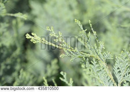 Lawsons Cypress Columnaris - Latin Name - Chamaecyparis Lawsoniana Columnaris