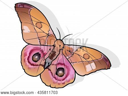 Madagascar Bullseye - Beautiful Colorful Butterfly Antherina Suraka Isolated On White Background, Ve