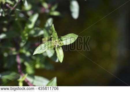 Rock Soapwort Flower Buds - Latin Name - Saponaria Ocymoides