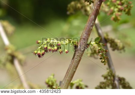 English Redoul - Latin Name - Coriaria Myrtifolia