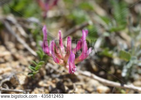 Illyric Montpellier Milk Vetch - Latin Name - Astragalus Monspessulanus Subsp. Illyricus