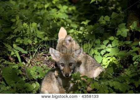 Cuccioli di Coyote seduto nel bosco