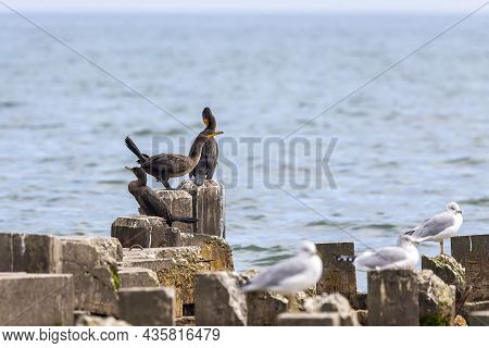 The Double-crested Cormorant (nannopterum Auritum) On The Shores Of Lake Michigan